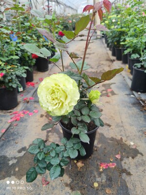 凌波月季盆栽绿植奶油绿色大花玫瑰欧月新品原盆原土发货一颗包邮