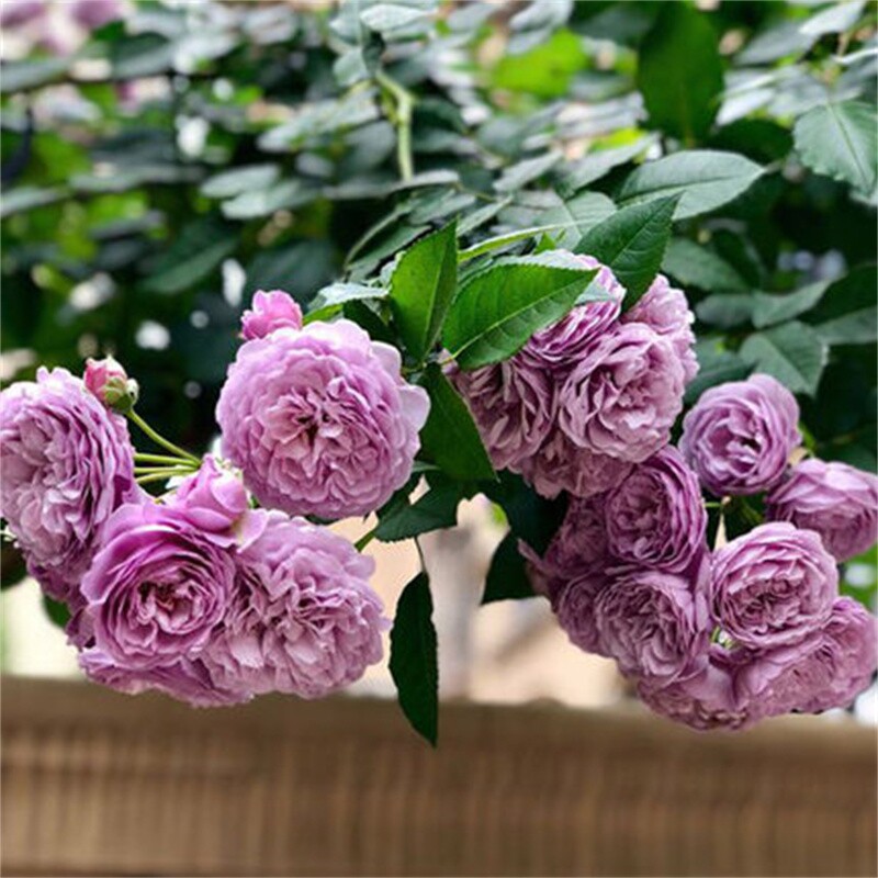 薰衣草花环 新日系蓝色 藤本爬藤 月季花苗 细软淡香 单季 春勤开