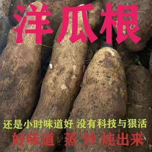 云南文山特产新鲜蔬菜洋丝瓜根洋瓜佛手瓜根寿瓜