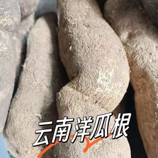 云南文山特产新鲜蔬菜洋丝瓜根洋瓜佛手瓜根寿瓜