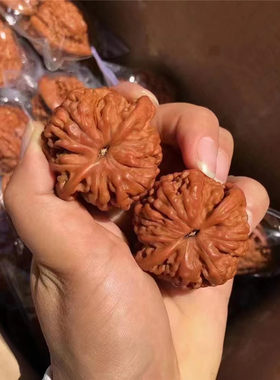 文玩核桃红皮大号狮子头一对