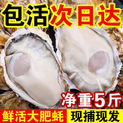 顺丰5斤装特大鲜活生蚝