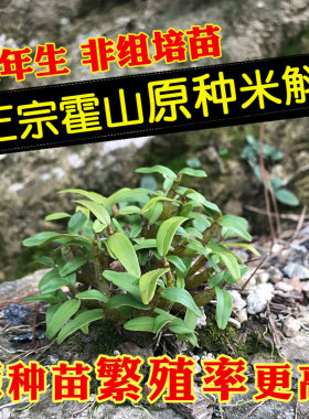遇斛记霍山原种米斛苗五年一代米斛32株矮胖苗非组培非铁皮石斛