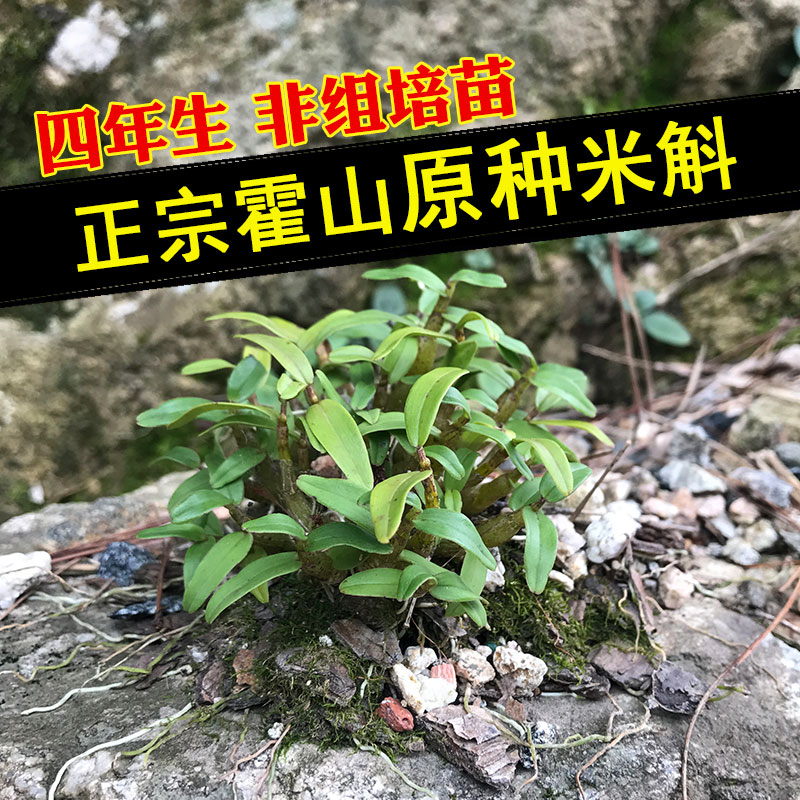 买三送一正宗霍山矮胖原种米斛苗