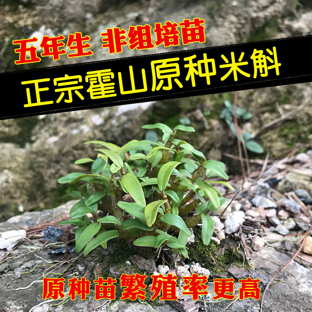 遇斛记霍山原种米斛苗五年一代米斛32株矮胖苗非组培非铁皮石斛