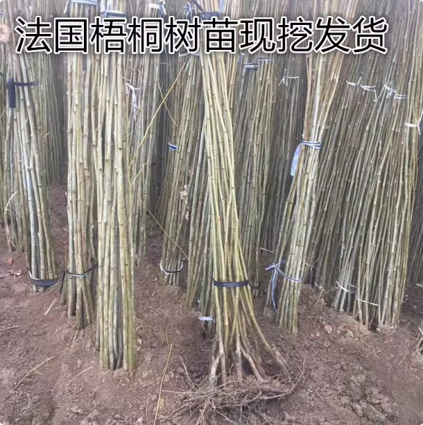 庭院风景绿化苗木法国梧桐树苗速生法桐小苗 别名法桐青皮悬铃木