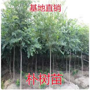 朴树树苗大树园林绿化工程苗木行道拆迁占地庭院朴树苗道路风景树