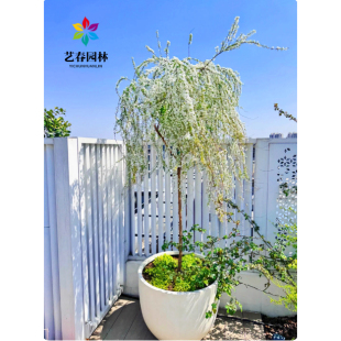 婉芳雪柳植物喷雪花苗花卉绿植珍珠梅绣线菊庭院雪柳室外树苗耐寒
