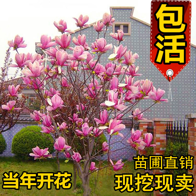 绿化苗木广玉兰树苗紫玉兰小苗红