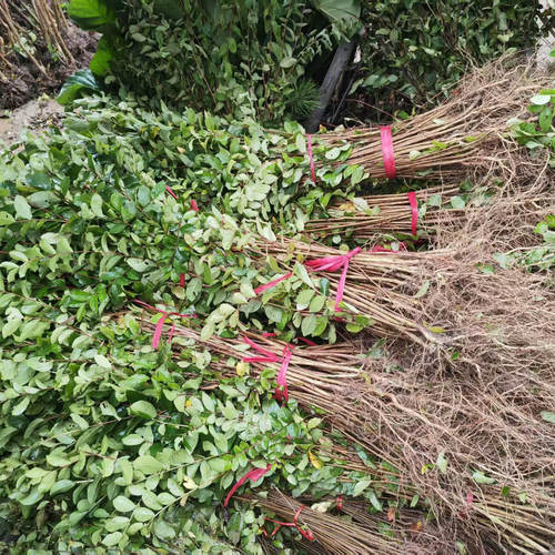 紫薇花树苗痒痒树无皮树百日红盆栽盆景花瓶编织苗别墅庭院景观苗