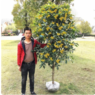 桂花树苗庭院地栽金桂丹桂原生桂树大树苗植物浓香花卉四季桂常青