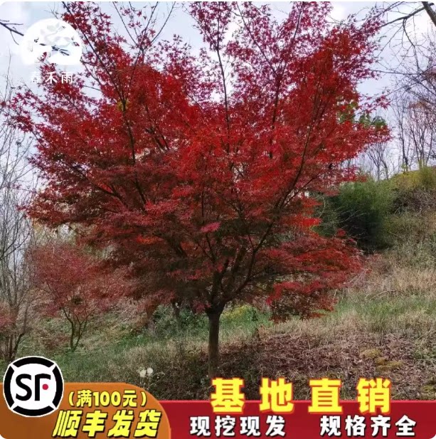 鸡爪槭树苗四季青枫树苗庭院植物盆栽绿化苗木老桩鸡爪槭盆景小苗图片
