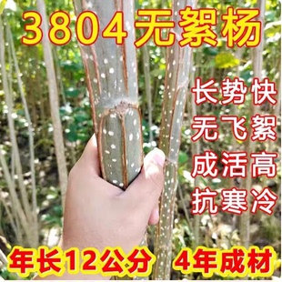 白杨树苗 白杨树 杨树苗 3804无絮速生杨 河提护坡植树造林占地苗