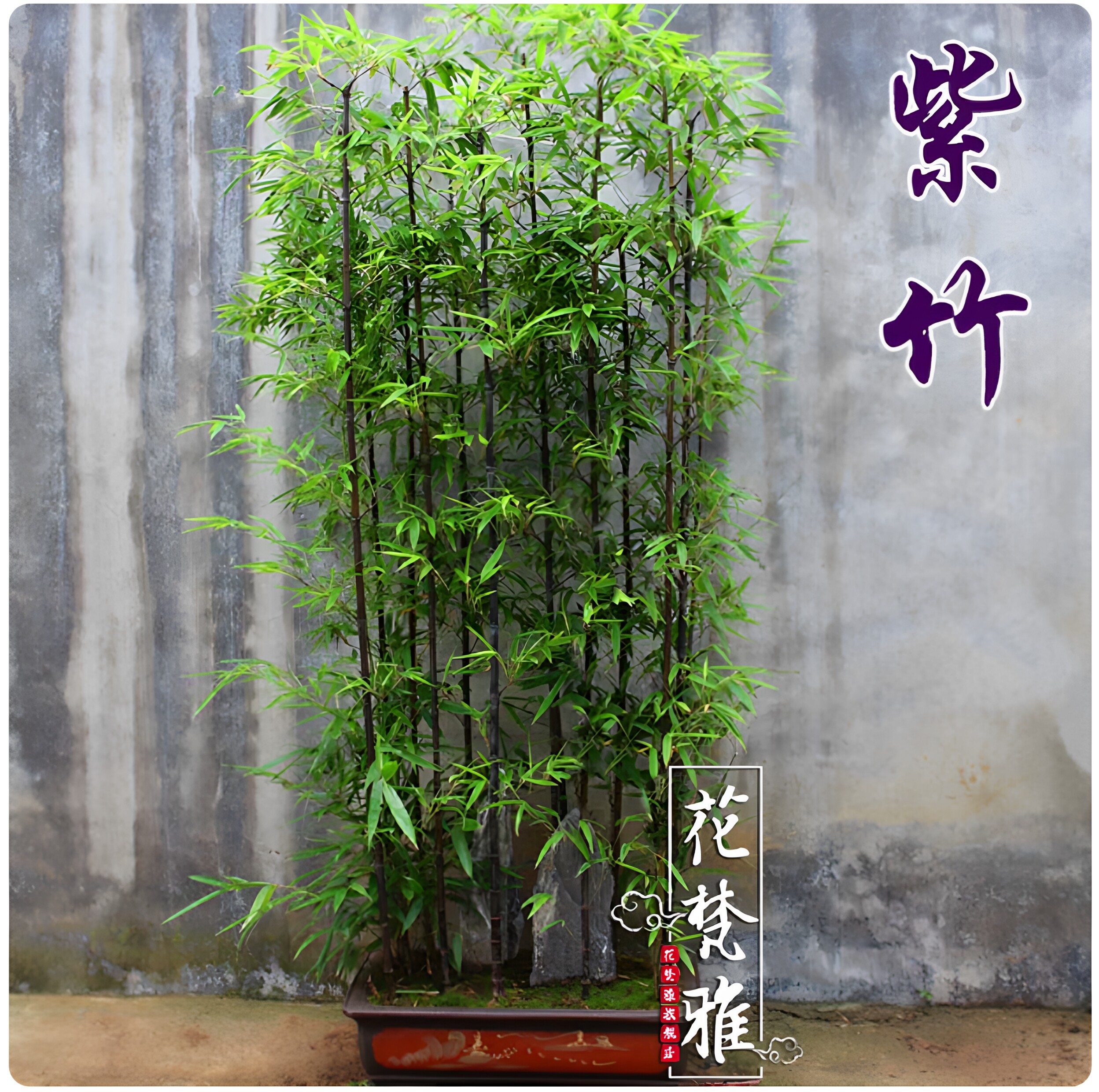 名贵品种四季景观紫竹室内阳台盆栽庭院竹子苗盆景紫竹苗黑竹墨竹