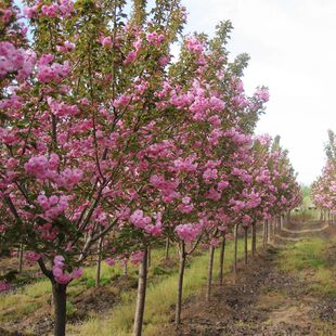 正宗日本樱花树苗庭院晚樱种植风景树盆栽植物景观树大型绿化苗木