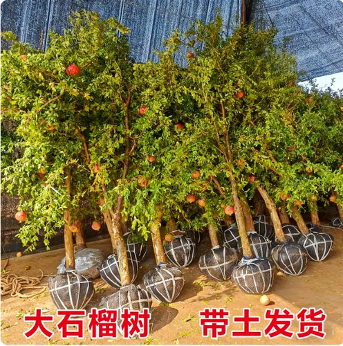 大石榴树庭院名贵树果苗南方北方种植盆栽地栽突尼斯软籽石榴树苗