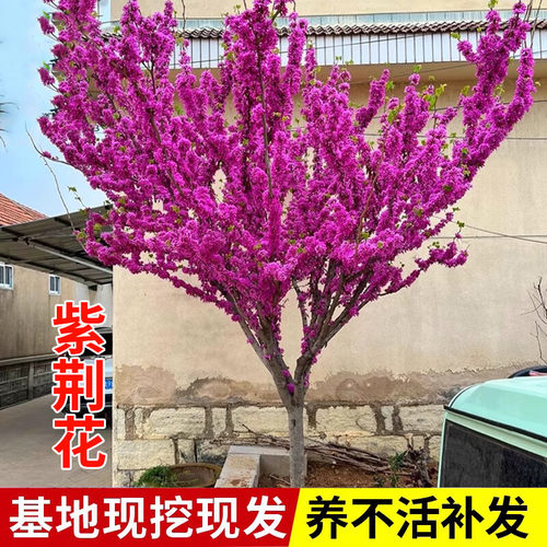 紫荆花树苗大苗庭院植物室外木本耐寒花卉盆栽紫荆花苗盆景满条红