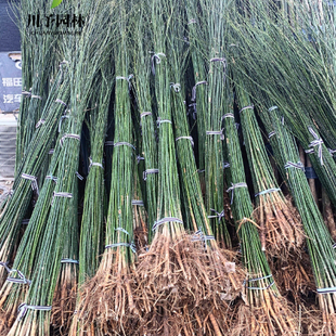 国槐树苗庭院行道路大型耐寒园林绿化工程风景树速生淑女国槐小苗