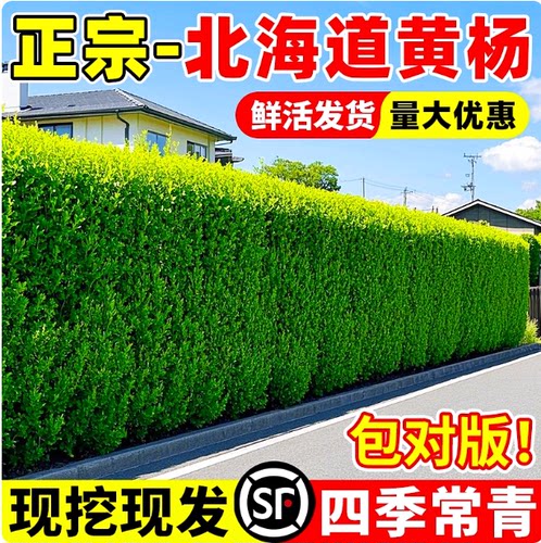 北海道黄杨苗常绿花园围墙篱笆绿化植物四季青法国冬青苗绿篱丛生