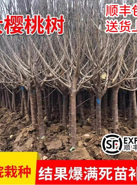 特大车厘子树苗嫁接樱桃树带土球地栽庭院南方北方种植果树果苗