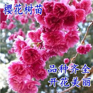 樱花苗樱花树苗日本樱花小苗嫁接早樱晚樱盆栽庭院绿化苗当年开花