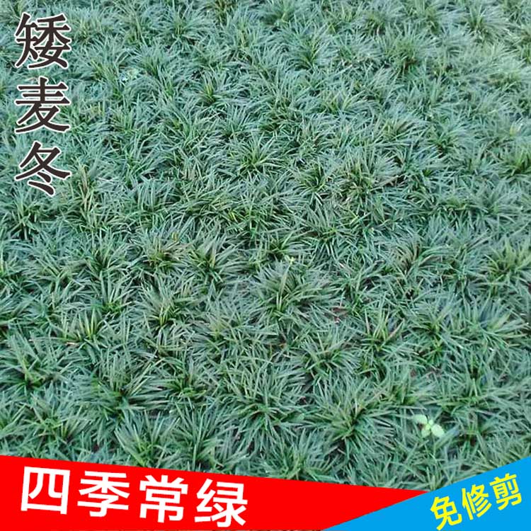 耐寒植物 美国矮麦冬草【玉龙草】麦冬草 麦冬苗庭院植物别墅种植图片