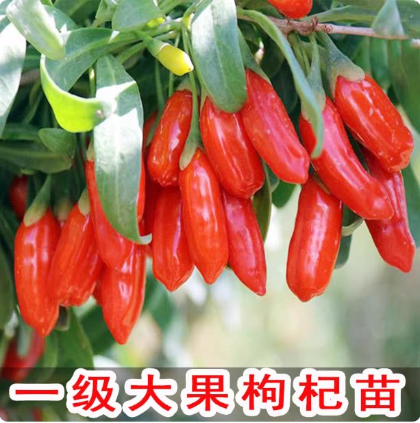可食用大果枸杞苗盆栽地栽大叶红黑枸杞苗南方北方种植庭院果树苗图片
