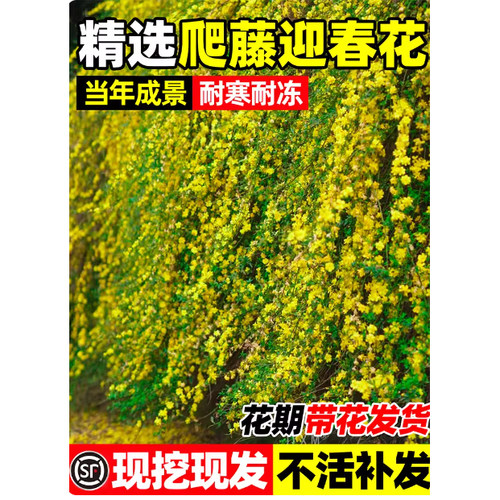 迎春花树苗盆栽带花苞连翘老桩盆景庭院爬藤四季花卉报春花植物