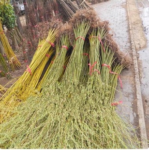 垂柳树苗青皮柳金丝柳黄金柳速生柳树苗庭院道路占地工程绿化苗木