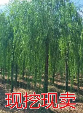 垂柳树苗青皮柳金丝柳黄金柳速生柳树苗庭院道路占地工程绿化苗木