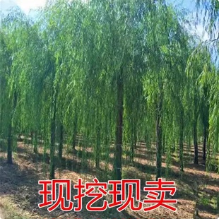 垂柳树苗青皮柳金丝柳黄金柳速生柳树苗庭院道路占地工程绿化苗木