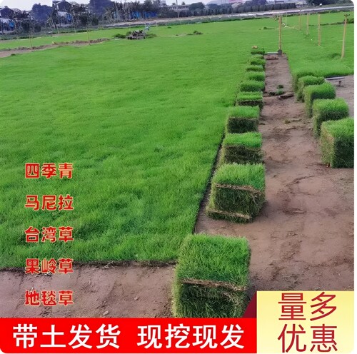 四季青种子别墅带土马尼拉草坪草