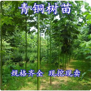 青桐树苗 中国梧桐 桐树小苗 青铜树 庭院行道绿化苗木风景观赏树