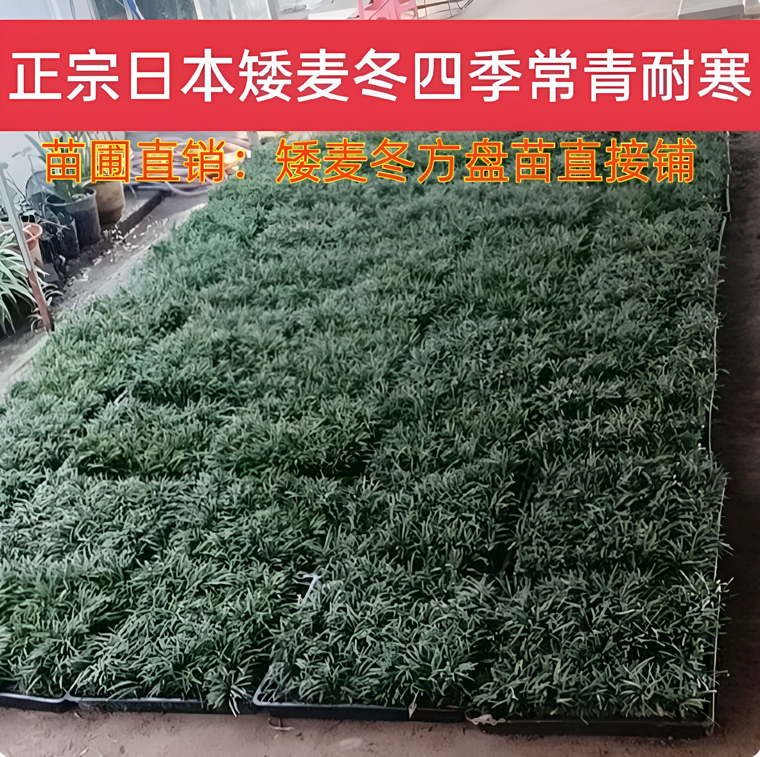 矮麦冬草皮日本玉龙草花园植物四季常青长不高庭院别墅绿化耐践踏图片