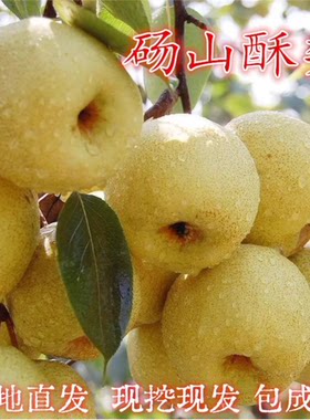 正宗砀山酥梨树苗嫁接雪花梨树苖耐寒盆栽地栽南北方四季种植果苗