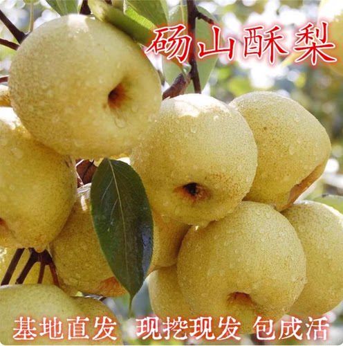 正宗砀山酥梨树苗嫁接雪花梨树苖耐寒盆栽地栽南北方四季种植果苗