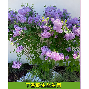 丁香花树苗盆栽盆栽别墅风景树浓香四季花卉耐寒植物欧洲丁香花苗