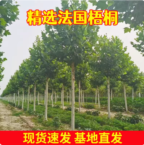 法国梧桐树悬铃木树苗大树庭院风景行道园林绿化苗木中国青桐法桐
