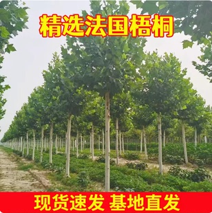 法国梧桐树悬铃木树苗大树庭院风景行道园林绿化苗木中国青桐法桐