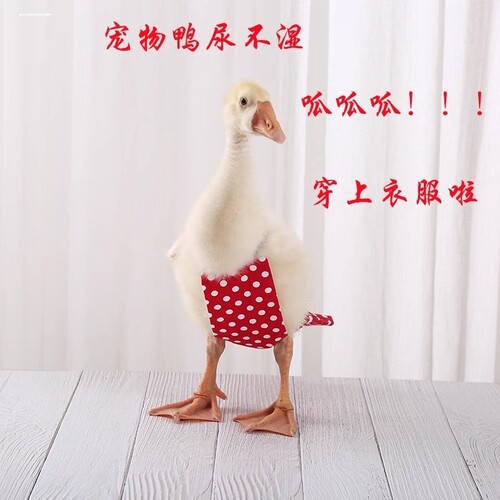 小鸡粪兜屎兜粪便袋尿不湿纸尿裤鹅鸭子屁兜接粪袋宠物用品可调节