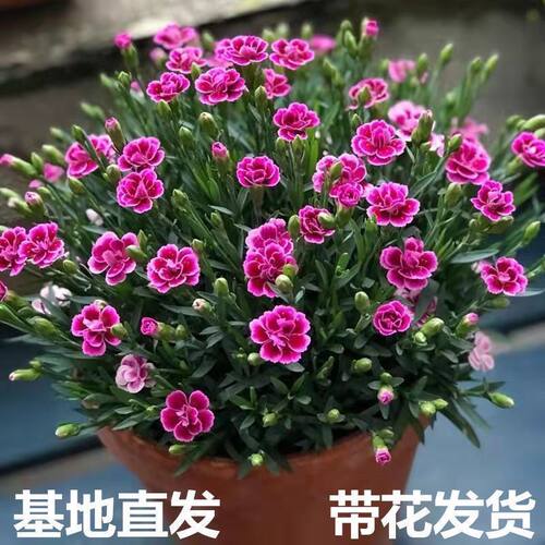 欧石竹初吻蜜桃派多年生花卉阳台地栽室内庭院草坪耐寒四季开花