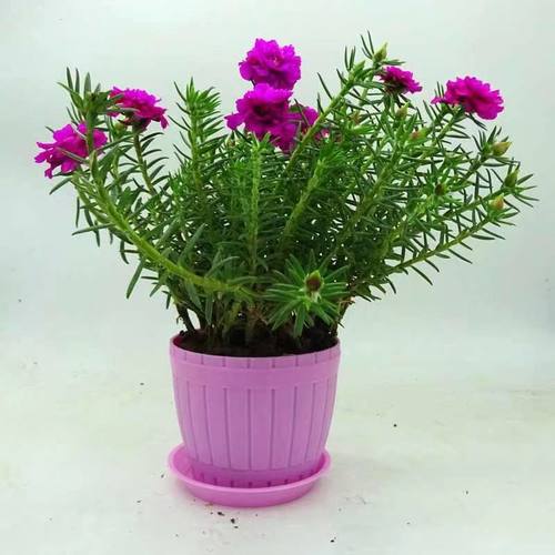 太阳花盆栽四季开花净化空气吸甲醛阳台窗台庭院好养植物花卉苗