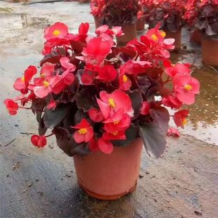 四季海棠丽格海棠花盆栽室内庭院超长花期秋海棠玻璃翠大花重瓣花