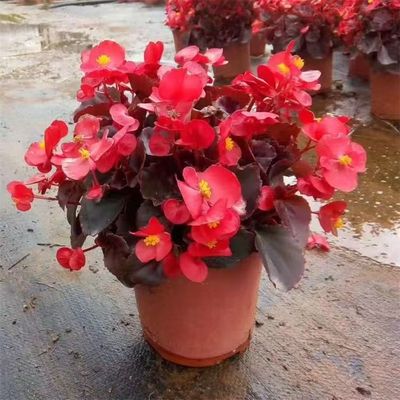 四季海棠丽格海棠花盆栽室内庭院超长花期秋海棠玻璃翠大花重瓣花