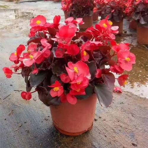 四季海棠丽格海棠花盆栽室内庭院超长花期秋海棠玻璃翠大花重瓣花