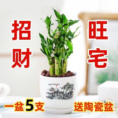 文昌竹5支富贵竹 荷花竹开运转运竹带根室内办公桌面土培水培盆栽
