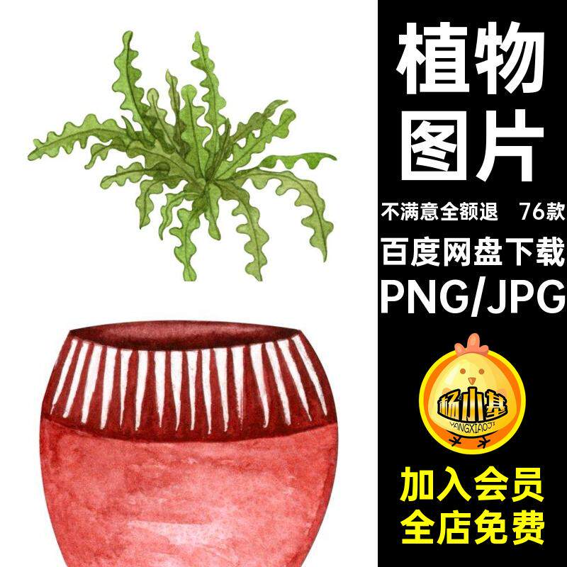 76款水彩元素兰植物白PNG室内手绘盆栽花盆植物龟背竹图片花盆