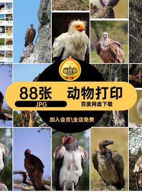 高清猛禽JPG秃鹫喷绘生物素材动物设计美工打印88张图片兀鹫