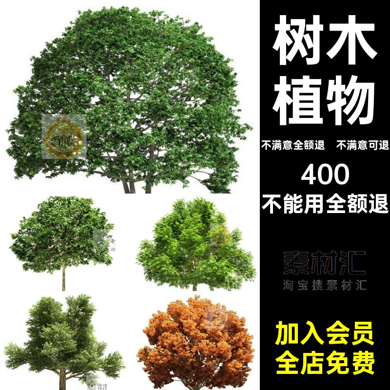 树木植物乔木PNG素材园林景观绿色立面效果图类型教学抠建筑免