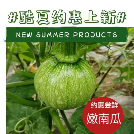 贵州当季新鲜嫩南瓜本地牵藤南瓜露天种植现摘现发农家自种蔬菜